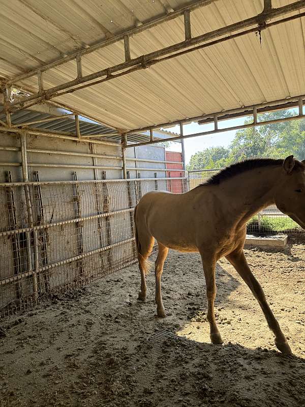 andalusian-horse-for-sale