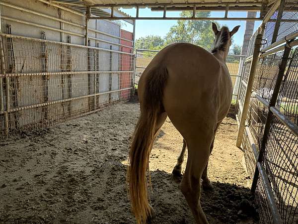 andalusian-horse