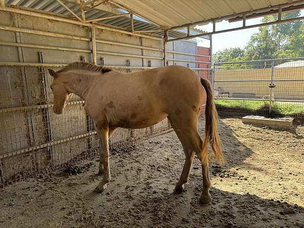 isabelo-andalusian-filly