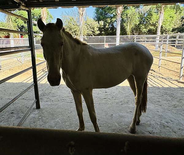 andalusian-horse