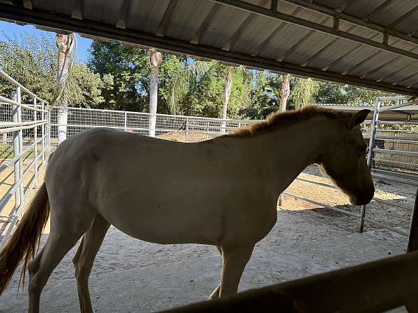 andalusian-horse-for-sale