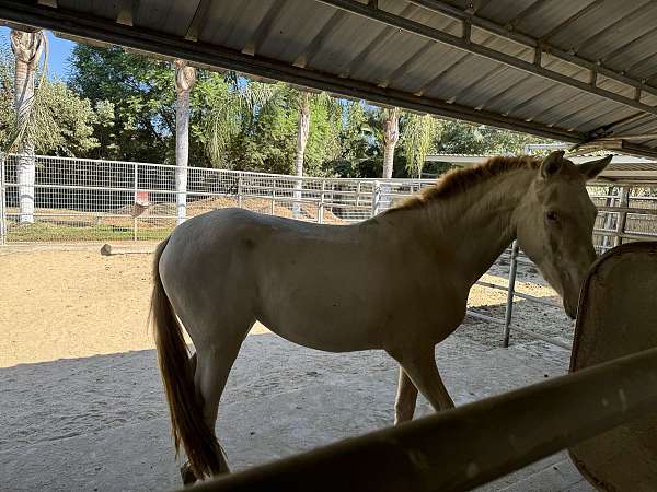 andalusian-filly