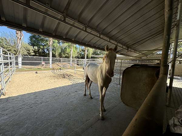 perlino-andalusian-filly