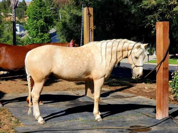 trail-morgan-palomino-horse