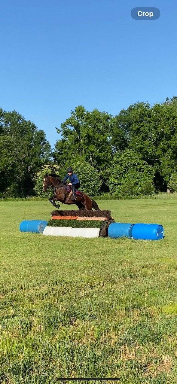 bay-stripe-right-hind-sock-horse