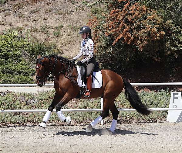 andalusian-gelding