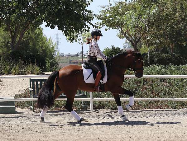 andalusian-horse-for-sale