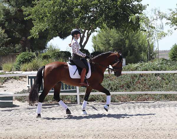 dressage-gelding