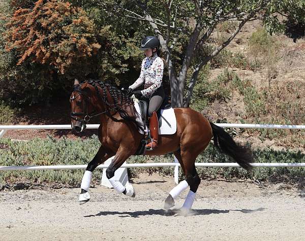 equitation-gelding