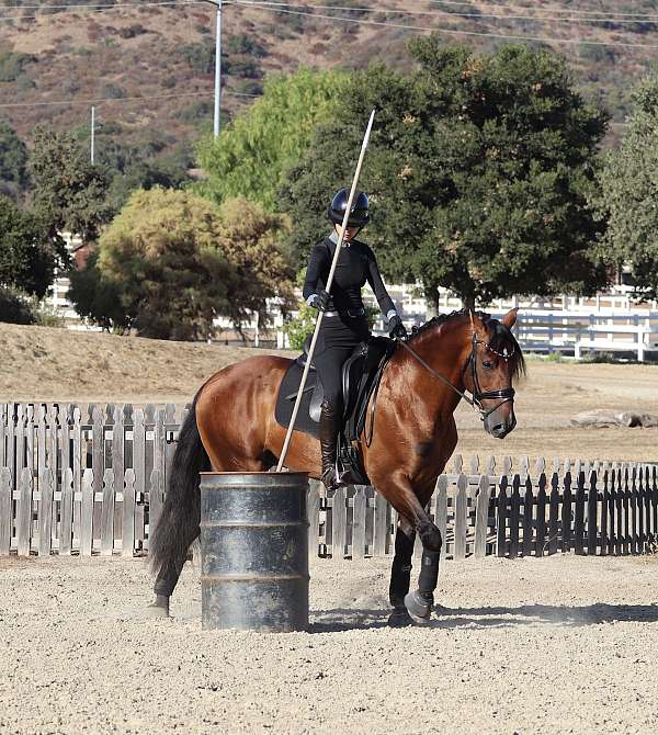 working-equitation-gelding