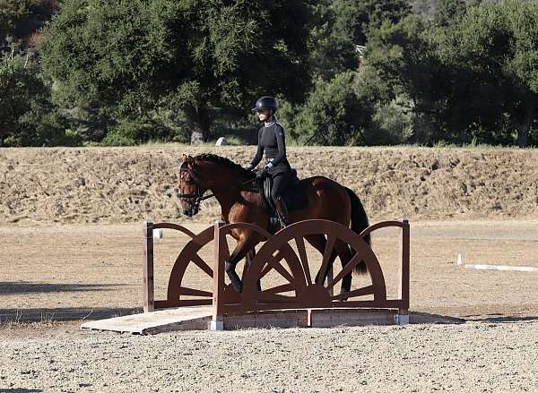 dressage-horse