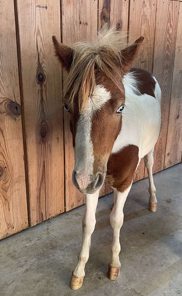 miniature-horse