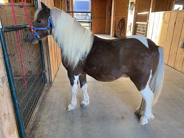 breeding-miniature-horse