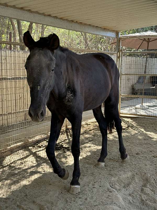 black-isabelo-andalusian-mare