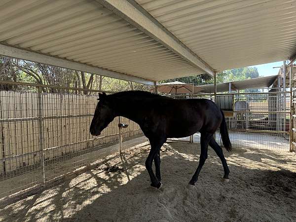 black-isabelo-ialha-horse