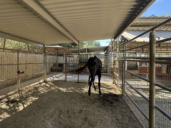 black-isabelo-mare-for-sale