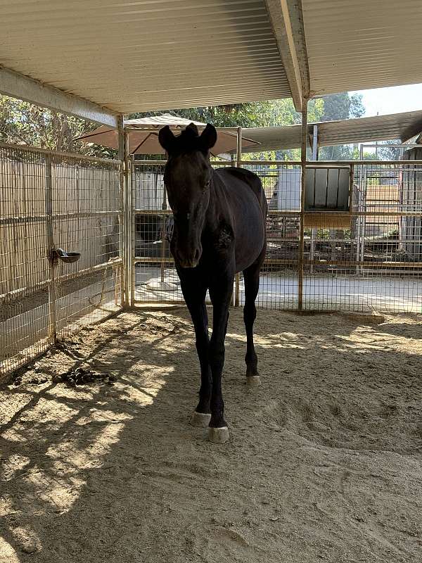 black-isabelo-andalusian-for-sale