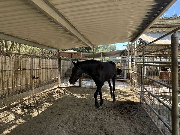 black-isabelo-andalusian-horse