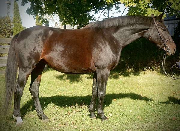 brown-star-right-hind-sock-horse