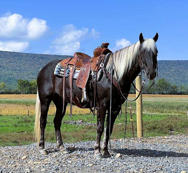 grey-see-pics-horse