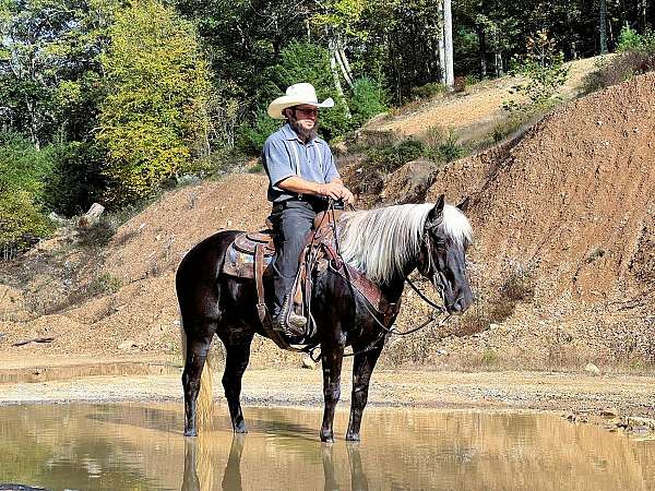 flashy-rocky-mountain-horse