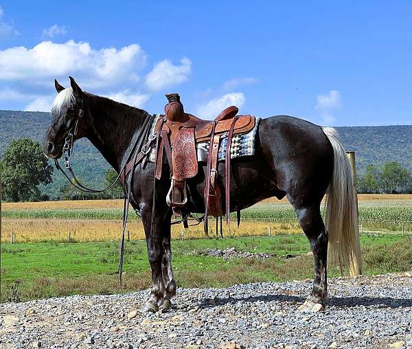 family-rocky-mountain-horse