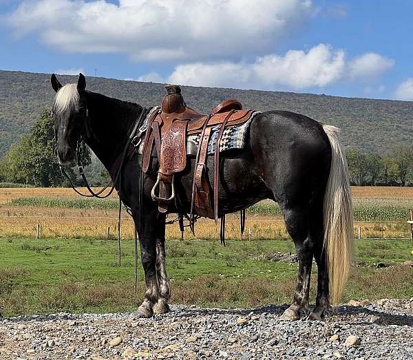 trail-rocky-mountain-horse