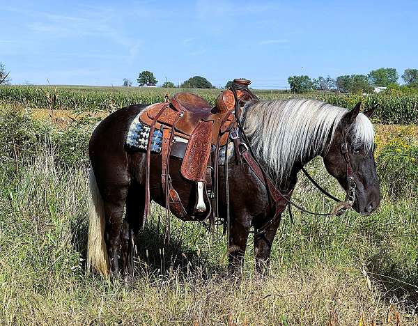 husband-safe-rocky-mountain-horse