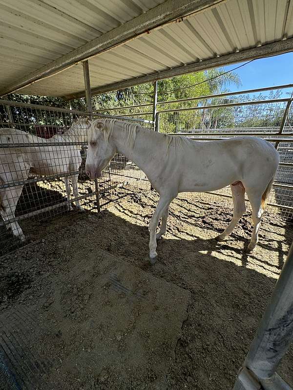 andalusian-horse