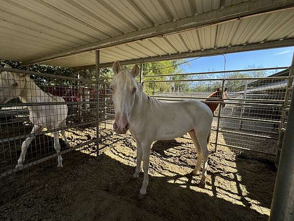 andalusian-horse-for-sale