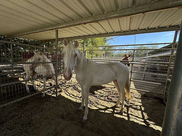 andalusian