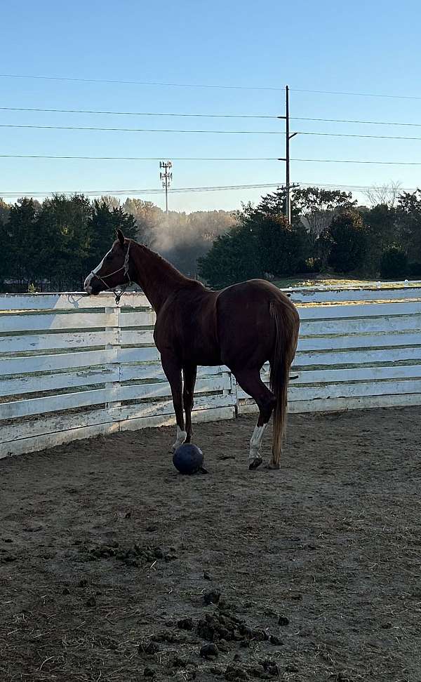 thoroughbred-horse-for-sale