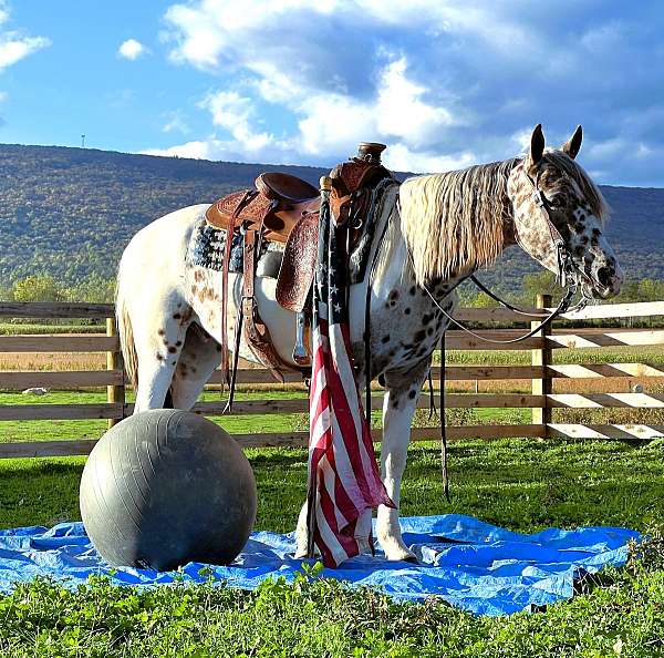 roan-western-dressage-horse