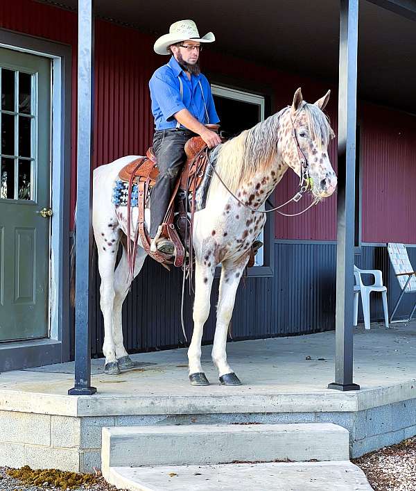 leopard-horse