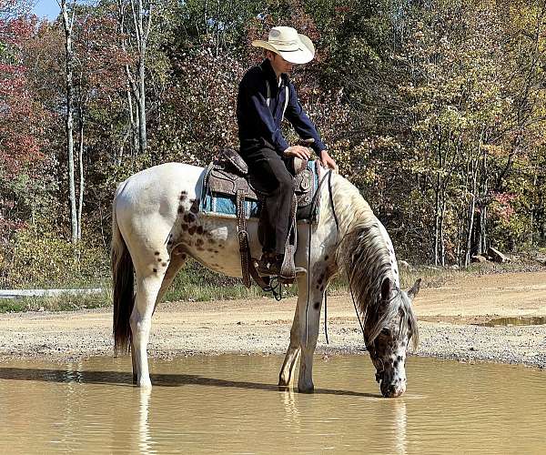 flashy-appaloosa-horse