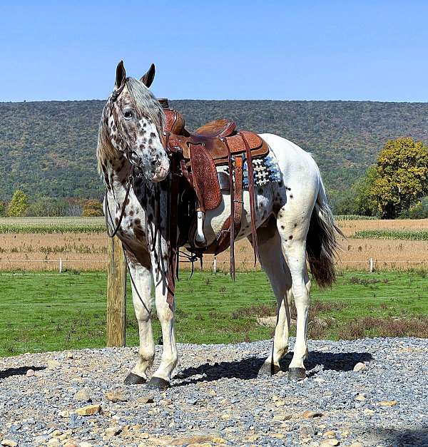 family-appaloosa-horse