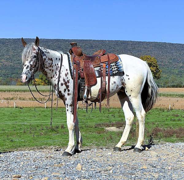 trail-appaloosa-horse