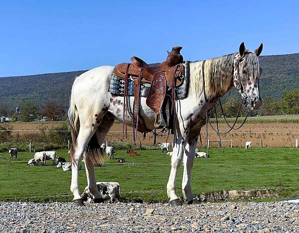 husband-safe-appaloosa-horse