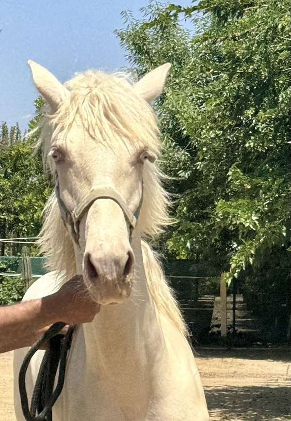 isabelo-andalusian-palomino-colt-yearling