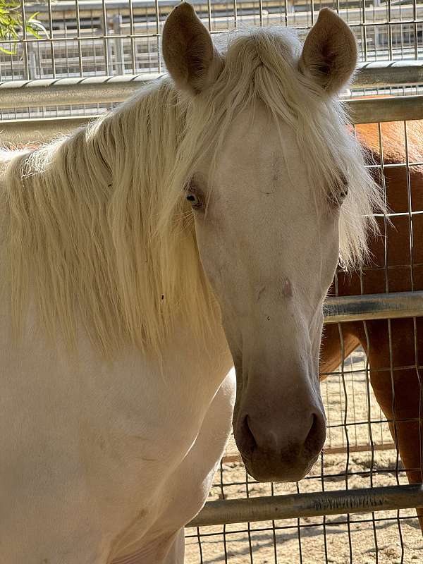 cremello-andalusian-palomino-colt-yearling