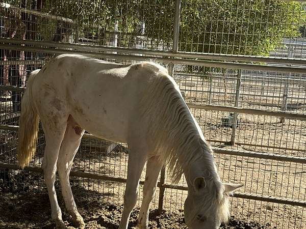 palomino-andalusian-colt-yearling