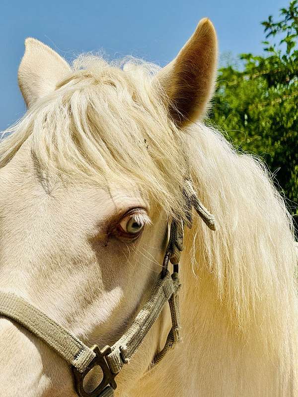 perlino-andalusian-palomino-colt-yearling