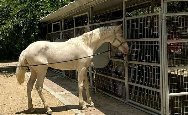 cremello-ialha-colt-yearling