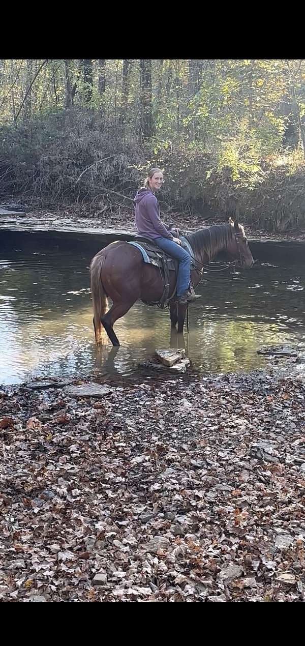 silb-appaloosa-gelding