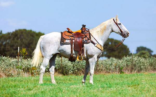 grey-see-pics-horse