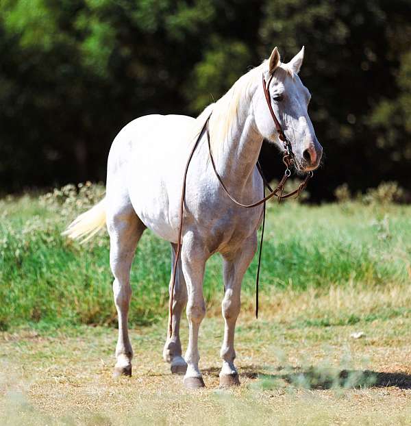 family-quarter-horse