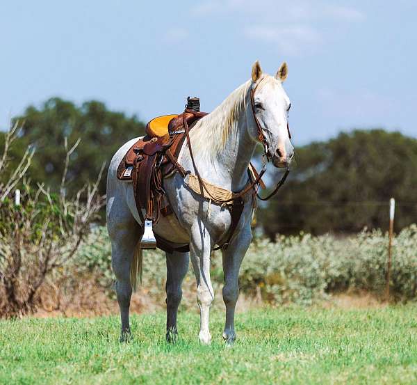 trail-quarter-horse