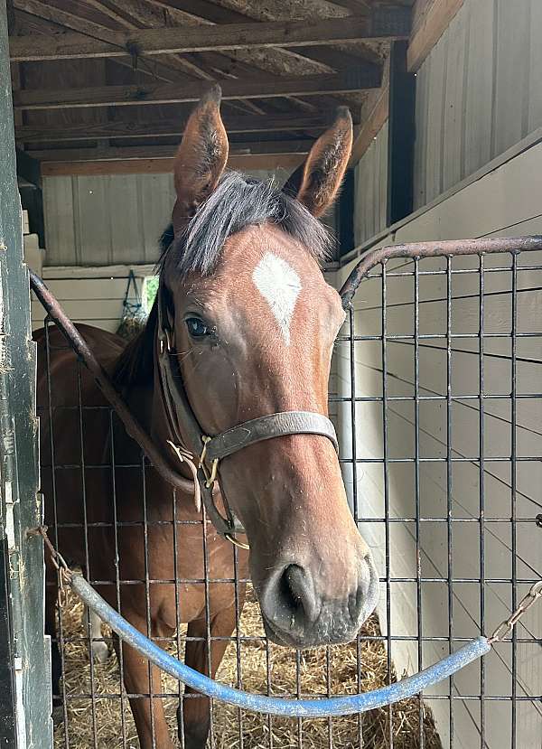 bay-thoroughbred-filly