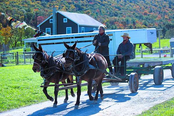 farm-work-mule