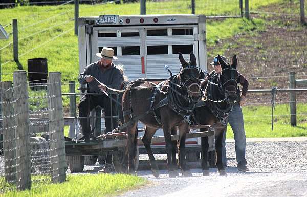 user-friendly-horse